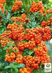 Саджанець Agro-Market Піраканта вузьколиста Orange Glow (48329) - мініатюра 4