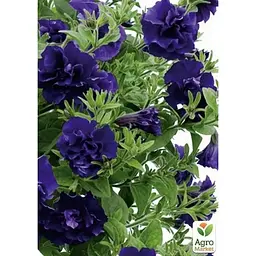 Саджанець Agro-Market Петунія напівампельна Tumbelina Belinda (контейнер №10 висота 10-15 см) (49141) 1 шт. в упаковці - мініатюра 2