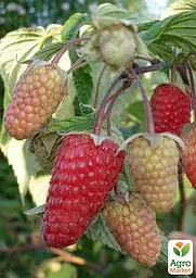 Саджанець Agro-Market Малина Велетень (ранній термін дозрівання, високоврожайний і безшипий сорт) 2 шт. в пакуванні (176765) - мініатюра 2