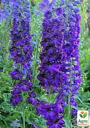 Саджанець Agro-Market Дельфініум гібридний Dark Blue Dark Bee (182204) - мініатюра 2