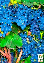 Саджанець Agro-Market Виноград Антей Магарача (винний, ранньо-середній термін дозрівання, має мускатний насичений смак) 1 шт. в пакуванні (35270) - мініатюра 2