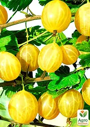 Саджанець Agro-Market Аґрус Золотистий (середній термін дозрівання, має дуже солодкі, великі ягоди) 1 шт. в пакуванні (46131) - мініатюра 2