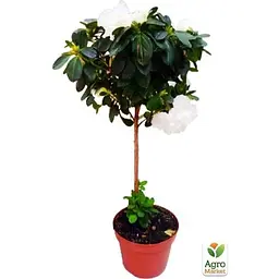 Саджанець Agro-Market Рододендрон на штамбі квітучий 3-х річний Snow Crystal (40-60 см) (62806) из Нидерландов 1 шт. в упаковці - мініатюра 2