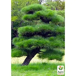 Саджанець Agro-Market Сосна Чорна Японська (ідеальна для бонсай) Pinus Thunbergii (горщик P9) (49235) - мініатюра 2