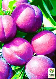 Саджанець Agro-Market Слива Венгерка (пізній термін дозрівання) 1 шт. в упаковці (36759) - мініатюра 2