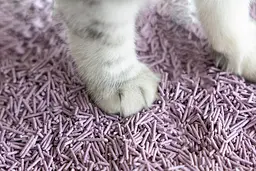 Біорозкладний наповнювач для котячих туалетів UniQ PETS Cat Litter Tofu Lavender 2.5 кг - мініатюра 7
