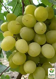 Саджанець Agro-Market Виноград Супер екстра (дуже ранній термін дозрівання) 1 шт. в пакуванні (19806) - мініатюра 2