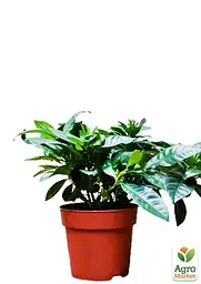 Саджанець Agro-Market Гарденія жасминовидная The first love (Gardenia jasminoides) (52634) - мініатюра 3