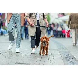 Шлея Trixie CityStyle H-harness для собак бавовна L-XL 75-120 см 25 мм світло-сірий - мініатюра 6