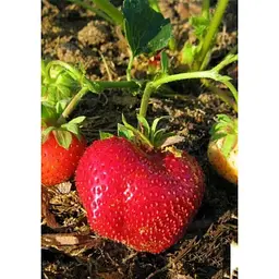 Саджанець Agro-Market Полуниця Мармелада (Marmolada) 5шт (середній термін дозрівання, сорт стійкий до різних захворювань) (37068) - мініатюра 4