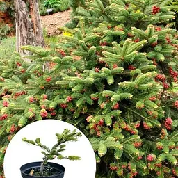 Ялиця Грецька Agro-Market 3-х річна Meyer's Dwarf висота 25-30 см 166881 1 саджанець в упаковці