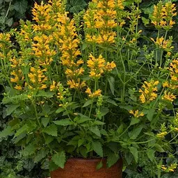 Агастахіс "Kudos Yellow" (лофант багаторічний, цвіте до заморозків) (188537) 1 саджанець в упаковці