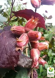 Саджанець Agro-Market Фундук Сирена (червонолистий, середній термін дозрівання, перехресне запилення, садити по 2 шт.) 1 шт. в упаковці (23536) - мініатюра 2