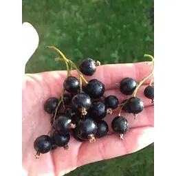 Саджанець Agro-Market Смородина чорна Таємниця Джоні (Secret of Joni) (преміальний великоплідний сорт) 1 шт. в упаковці (42987) - мініатюра 8