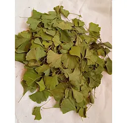 Гінкго Білоба Листя Абрикос срібний Гінко Гінго Ginkgo biloba - мініатюра 1
