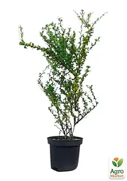 Саджанець Agro-Market Барбарис Тунберга 2-х річний Корник С3, висота саджанця 30-60см (101793) - мініатюра 3