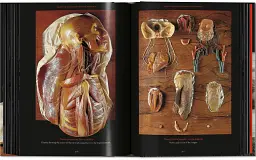 Anatomical Waxes. 45th Edition - мініатюра 24