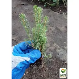 Саджанець Agro-Market Ялина сербська Леді Макбет (Lady Macbeth) горщик P9 (38175) - мініатюра 2