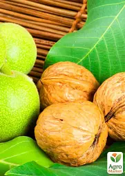 Саджанець Agro-Market Волоський горіх щеплений Chandler (селекція США середньостиглий термін дозрівання) 1 шт. в упаковці (42983) - мініатюра 2