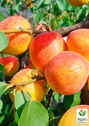 Саджанець Agro-Market Абрикос Микитський (літній сорт, середній термін дозрівання) 1 шт. в упаковці (178186) - мініатюра 2