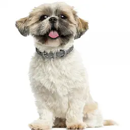 Нашийник для собак BronzeDog Barksi Classic Хвиля шкіряний одинарний зі срібним тисненням 18-25х1 см чорний - мініатюра 4