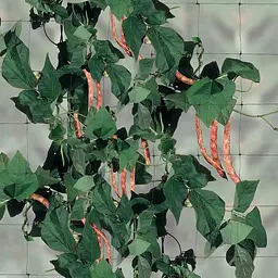 Сітка полімерна Tenax Flora 1.5х10 м зелена (8002929090812) - мініатюра 4