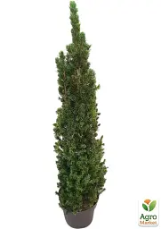 Саджанець Agro-Market Ялина канадська Perfecta (жива ялинка в горщику, висота 70-90 см) 1 шт. в упаковці (183395) - мініатюра 3