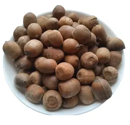 Жолудь червоний Плоди Quercus rubra - мініатюра 1