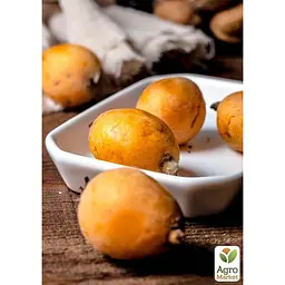 Саджанець Agro-Market Мушмула Японська (літній сорт) (25575) - мініатюра 5
