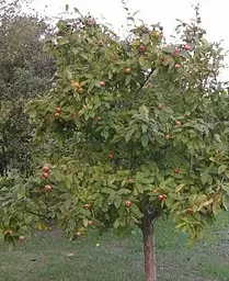 Саджанець Agro-Market Мушмула Німецька (25574) 1 шт. в упаковці - мініатюра 4
