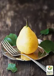 Саджанець Agro-Market Груша Бере Київська (зимовий сорт, пізній термін дозрівання) 1 шт. в упаковці (16180) - мініатюра 4