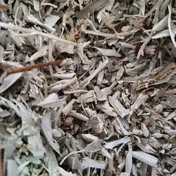100 г лох сріблястий/дика маслина листя сушене - свіжий урожай