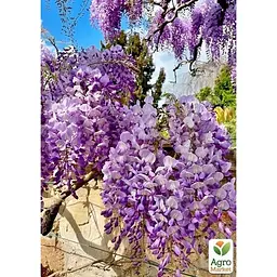 Саджанець Agro-Market Гліцинія 3-х річна китайська Блу сапфір (Wisteria chinensis Blue Sapphire) С2 (57024) 1 шт. в упаковці - мініатюра 2
