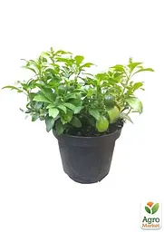 Саджанець Agro-Market Пахісандра Green Carpet С3, висота 15-25см (101969) - мініатюра 3