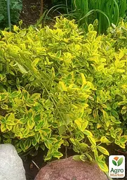Саджанець Agro-Market Бересклет Форчуна 2-х річний Emerald Gold (висота 20-40см) (114817) - мініатюра 3