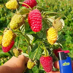 Малина ремонтантна Agro-Market "Мапема" (великоплідний, ранній, транспортабельний сорт) (188749) 1 саджанець в упаковці - мініатюра 3
