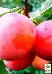 Саджанець Agro-Market Алича Кубанська Комета (літній сорт, середній термін дозрівання) 1 шт. в упаковці (21384) - мініатюра 2