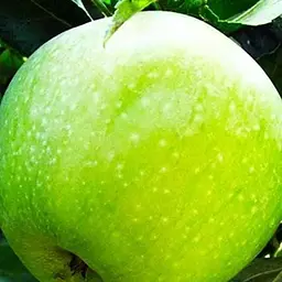 Саджанець Agro-Market Яблуня Ренет Симиренко (Симиренко) (зимовий сорт, пізній термін дозрівання) (17582) 1 шт. в упаковці - мініатюра 4