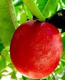Саджанець Agro-Market Нектарин Супер Квін (лисий персик, літній сорт, ранній термін дозрівання) (37420) 1 шт. в упаковці - мініатюра 3