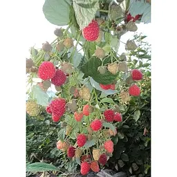 Саджанець Agro-Market Малина Маравілла 2 шт. в упаковці (44768) - мініатюра 3