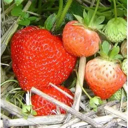 Саджанець Agro-Market Полуниця Монтерей (Monterey) 5шт (ремонтантний високоврожайний сорт) (37283) - мініатюра 9