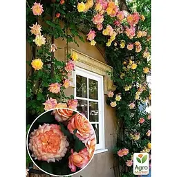 Саджанець Agro-Market Троянда плетиста Alchymist (клас АА +) вищий сорт (37203) 1 шт. - мініатюра 2
