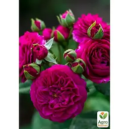 Троянда шраб Agro-Market Purple Lodge у контейнері вищий сорт (190050) 1 саджанець в упаковці