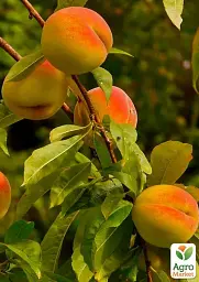Саджанець Agro-Market Персик Пам'ять Шевченка (великоплідний сорт, середньоранній термін дозрівання) 1 шт. в упаковці (178436) - мініатюра 2