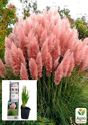 Саджанець Agro-Market Кортадерія Срібляста Rose (пампасна трава) 1 шт. в упаковці (62785) - мініатюра 3