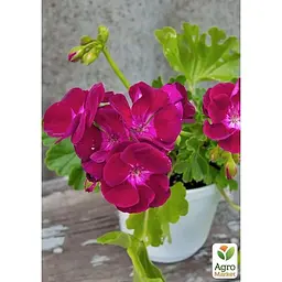 Саджанець Agro-Market Пеларгонія зональна Flower Fairy Velvet (178503) 1 шт. в упаковці - мініатюра 2