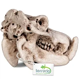 Декорація череп бегемота Terrario Hippo Skull 5x3x3см (533) - мініатюра 3