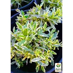 Саджанець Agro-Market Лаванда пестролиста зубчаста Meerlo (контейнер № 10 висота 10-15 см) (48064) 1 шт. в упаковці - мініатюра 3