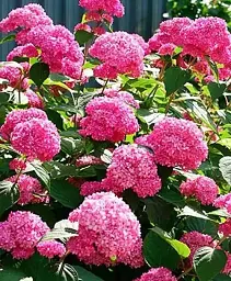 Гортензія Agro-Market Unbeatable beauty крупнолиста 1 саджанець в упаковці (36527) - мініатюра 3