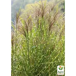 Саджанець Agro-Market Міскантус китайський Little Zebra С1.5 (176617) 1 шт. - мініатюра 3